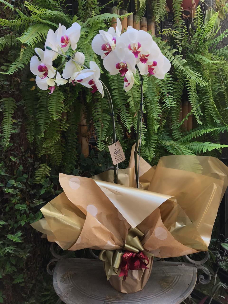 Orquídeas Pintadas no papel especial - Flor de Maio