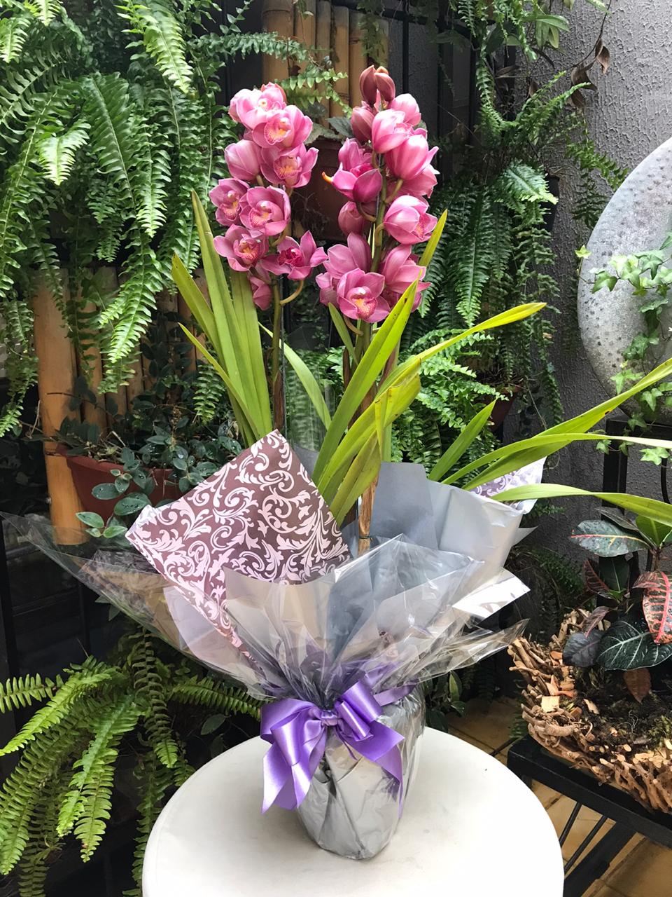 Orquideas Cymbidium - Flor de Maio